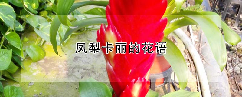 鳳梨卡麗的花語