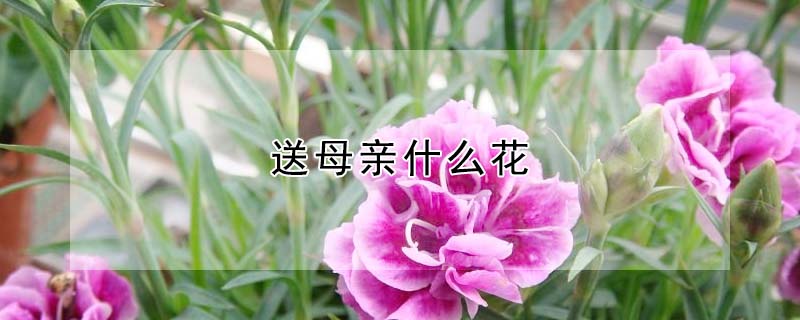 送母親什么花