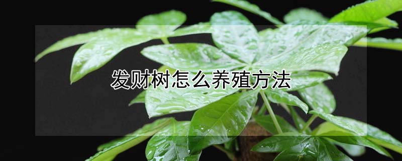 發財樹怎么養殖方法