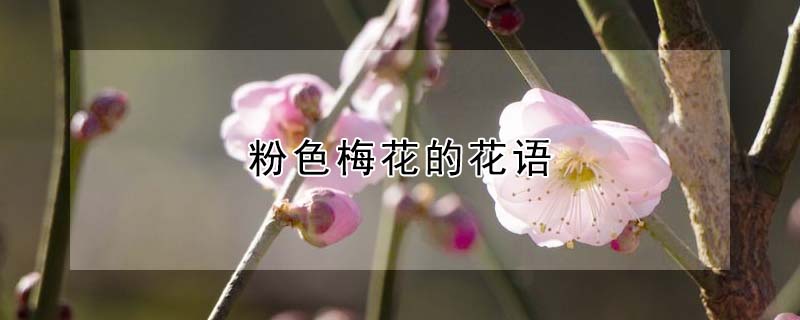 粉色梅花的花語