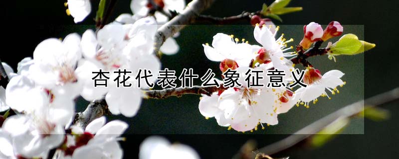 杏花代表什么象征意義