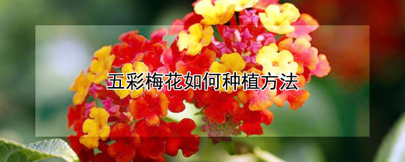 五彩梅花如何種植方法