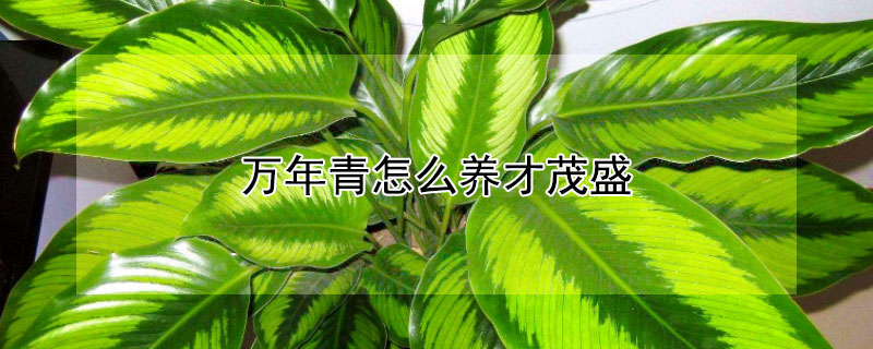 萬年青怎么養才茂盛