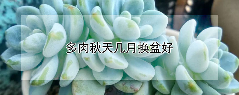 多肉秋天幾月?lián)Q盆好