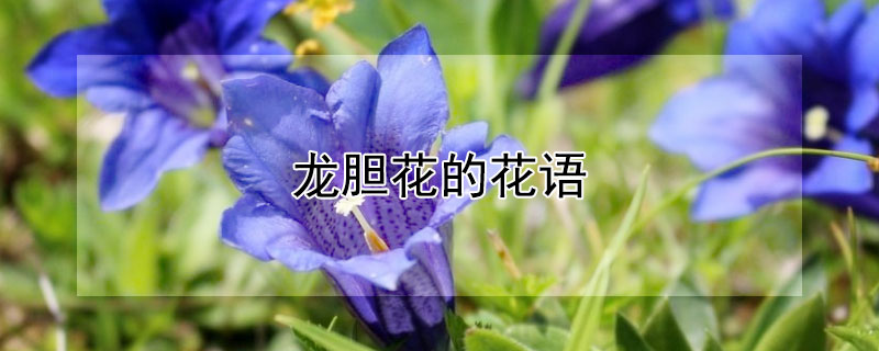 龍膽花的花語