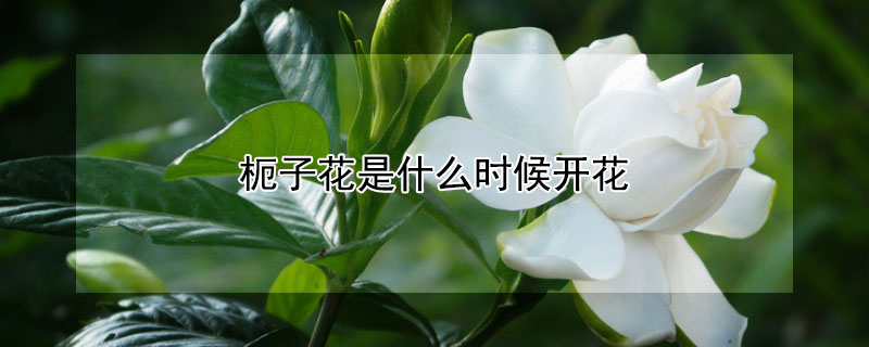 枙子花是什么時(shí)候開花