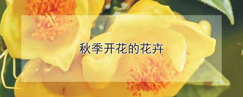 秋季開花的花卉