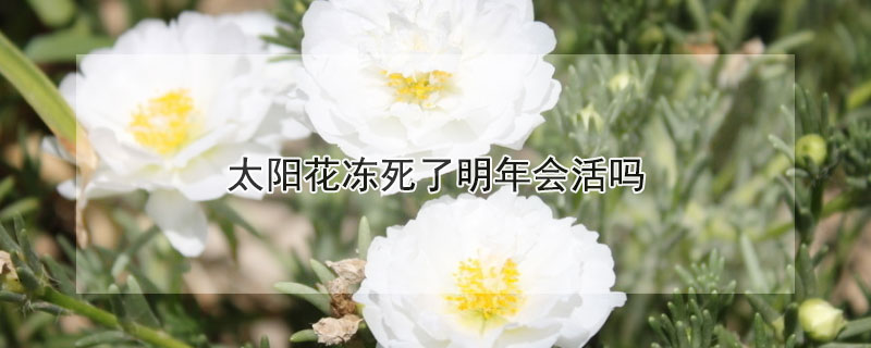 太陽(yáng)花凍死了明年會(huì)活嗎