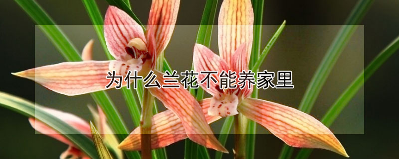 為什么蘭花不能養家里