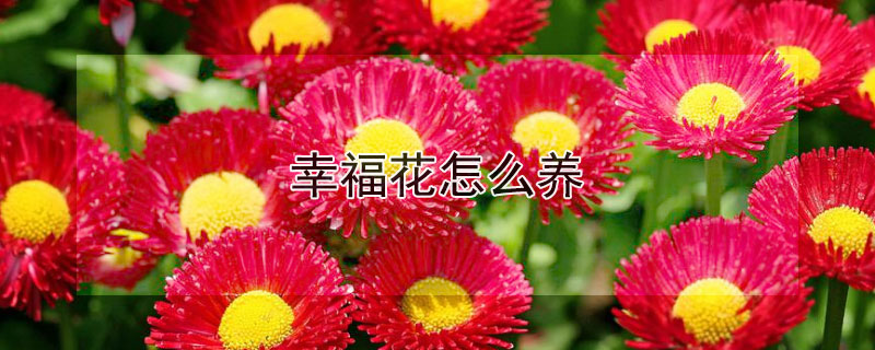 幸福花怎么養