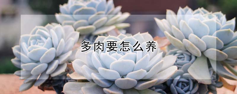 多肉要怎么養(yǎng)