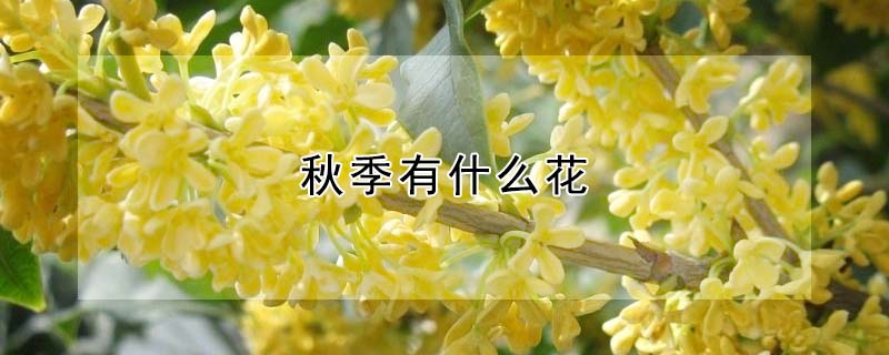 秋季有什么花