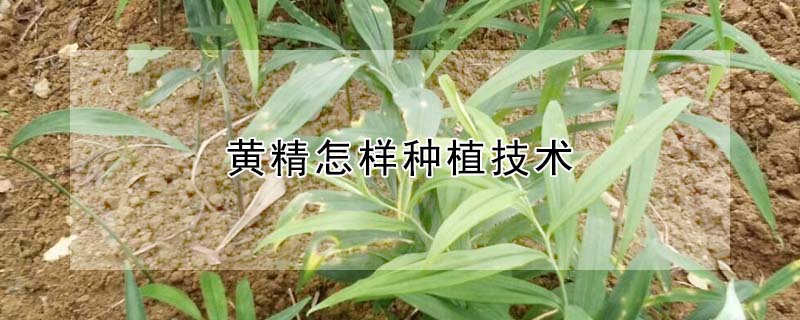 黃精怎樣種植技術