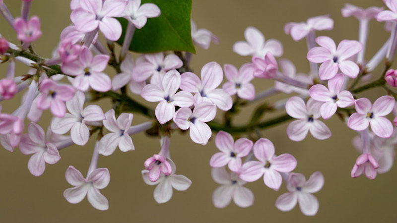 丁香花的養(yǎng)殖方法和注意事項(xiàng)