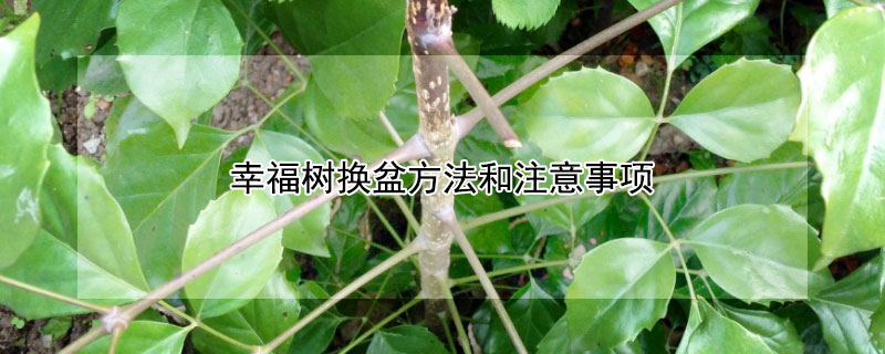 幸福樹換盆方法和注意事項(xiàng)