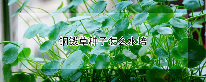 銅錢草種子怎么水培