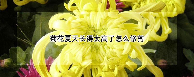 菊花夏天長得太高了怎么修剪