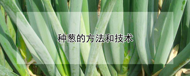 種蔥的方法和技術(shù)