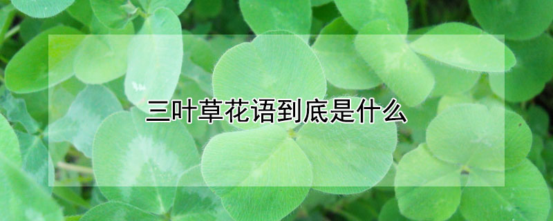 三葉草花語到底是什么