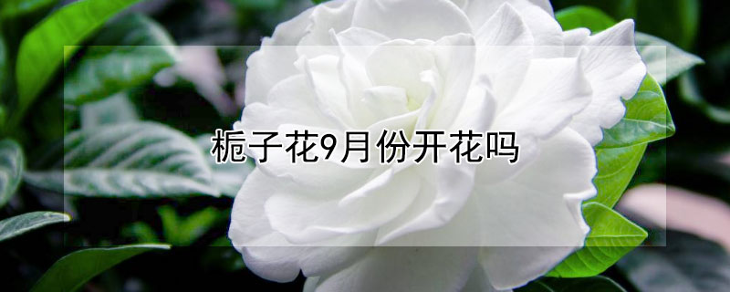 梔子花9月份開花嗎