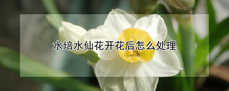 水培水仙花開花后怎么處理