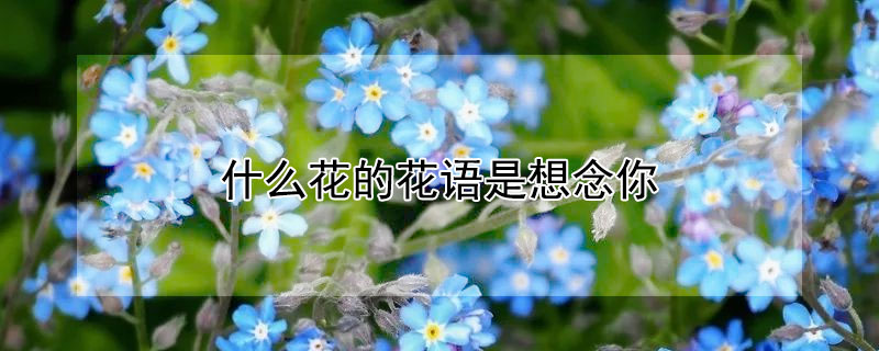 什么花的花語是想念你