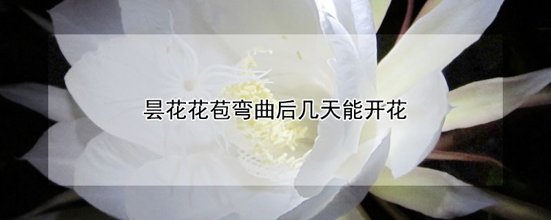 曇花花苞彎曲后幾天能開花