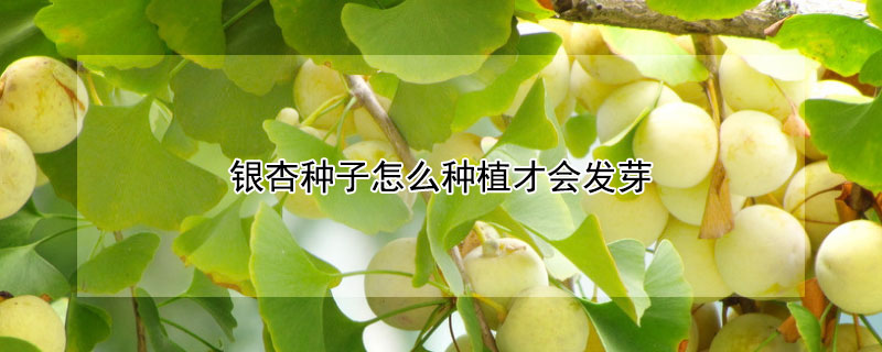 銀杏種子怎么種植才會發芽