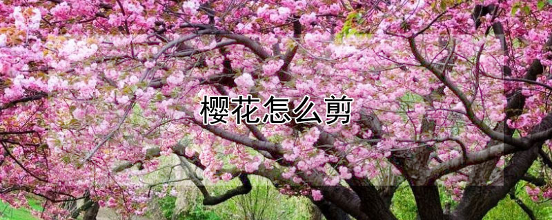 櫻花怎么剪