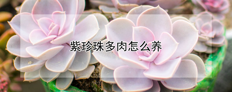 紫珍珠多肉怎么養(yǎng)