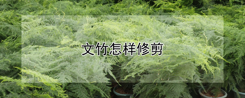 文竹怎樣修剪