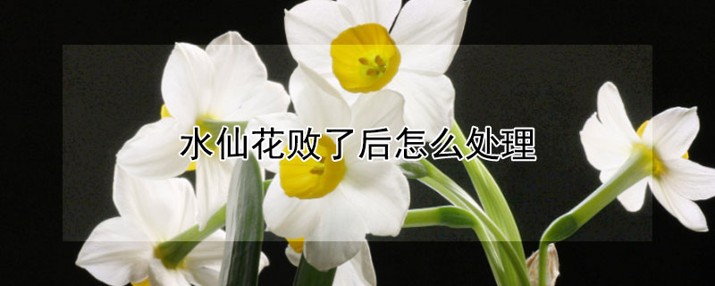 水仙花敗了后怎么處理