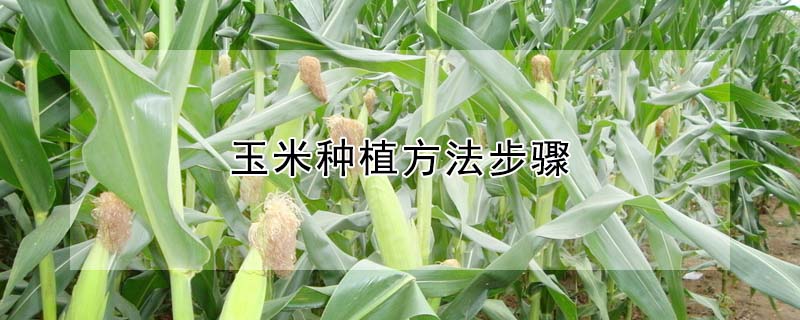 玉米種植方法步驟