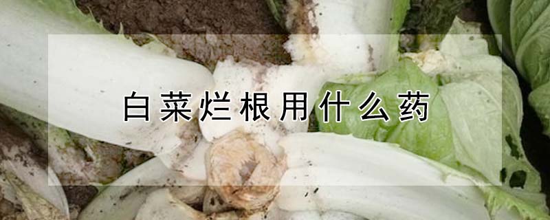 白菜爛根用什么藥