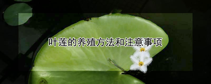 葉蓮的養(yǎng)殖方法和注意事項