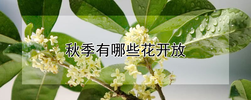 秋季有哪些花開放