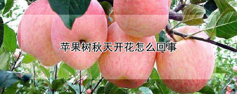 蘋果樹秋天開花怎么回事