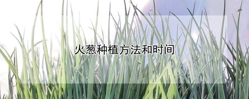 火蔥種植方法和時間