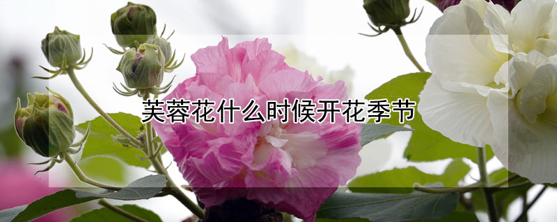 芙蓉花什么時(shí)候開花季節(jié)