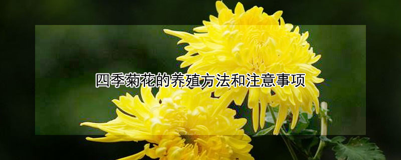 四季菊花的養(yǎng)殖方法和注意事項(xiàng)