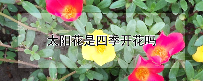 太陽(yáng)花是四季開(kāi)花嗎