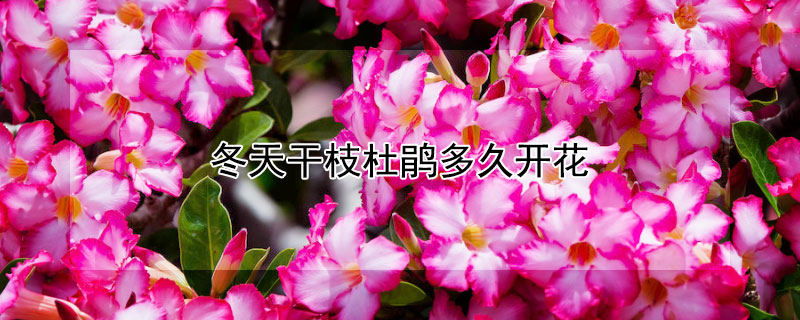 冬天干枝杜鵑多久開花