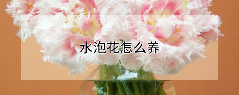 水泡花怎么養(yǎng)