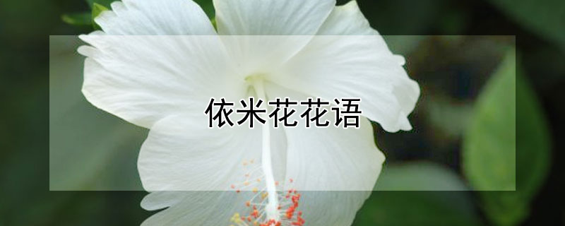 依米花花語