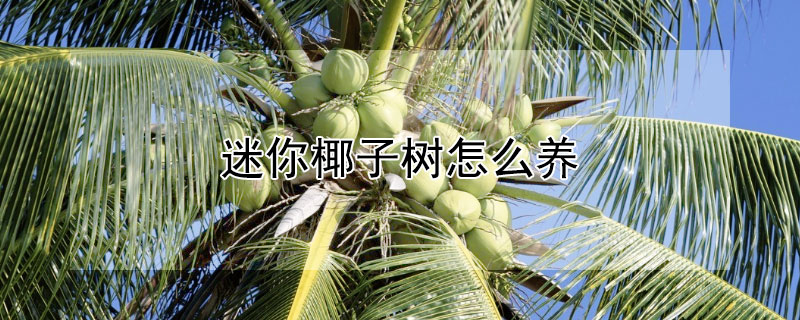 迷你椰子樹怎么養(yǎng)