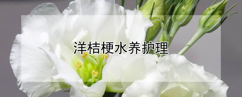 洋桔梗水養(yǎng)護理