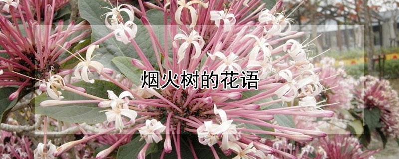 煙火樹的花語