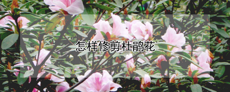 怎樣修剪杜鵑花