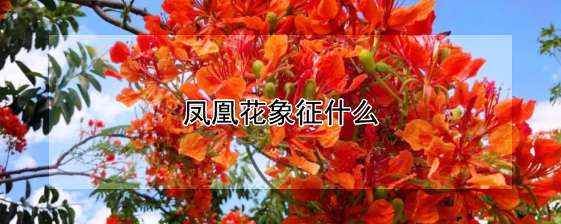 鳳凰花象征什么