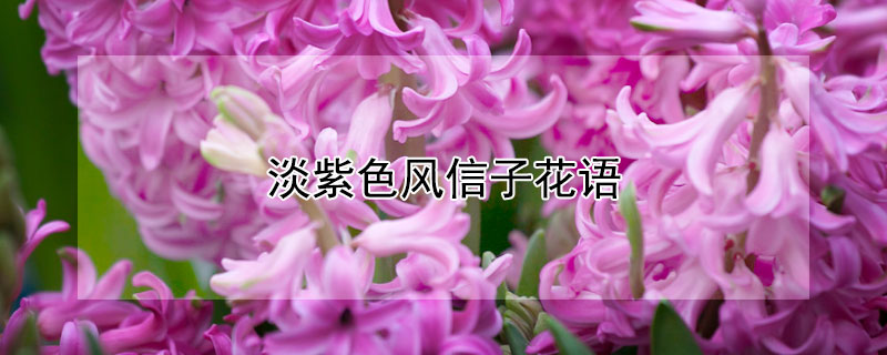 淡紫色風(fēng)信子花語(yǔ)